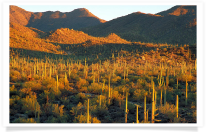 Saguaro Sunlit Valley