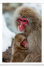Mom Snow Monkey Holding Baby