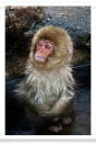 Baby Snow Monkey Portrait