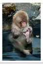 Baby Snow Monkey Checking Toes