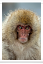 Regal Juvenile Snow Monkey Portrait