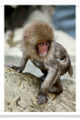 Baby Monkey on Rocks