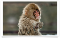 Juvenile Snow Monkey Hand Pose