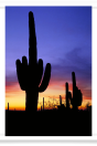 After Sunset in Saguaro