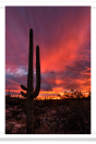 Lone Saguaro Flaming Sky