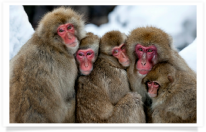 Huddled Snow Monkey Family