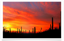Saguaro Panoramic Orange Sky