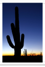 Clear Sky Saguaro Silhouette
