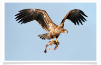 Eagle Flying with Fish