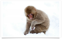 Crouching Juvenile Snow Monkey in Snow